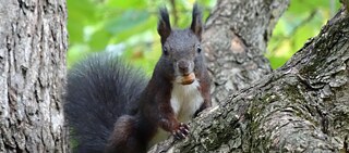 Cute or threatening? The (false) claim that invading black squirrels might eliminate the native, red ones has been making the rounds on the internet for years. 