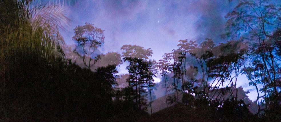 ein in blau- und lilafarben getauchter Abendhimmel mit Palmen und Gewächsen im Vordergrund, diese sind schwarz mit helleren Akzenten die sie wie Schatten erscheinen lassen