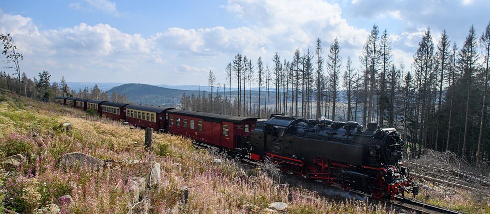 Un train des Harzer Schmalspurbahnen (HSB) passe devant des conifères morts : les sécheresses de 2019 et 2020 et les scolytes ont fait mourir une grande partie des épicéas du Harz. Le bois mort est maintenant enlevé.