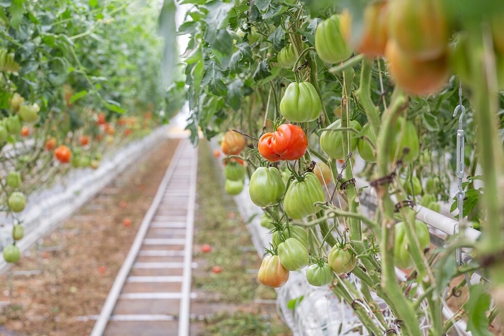 Plants de tomates des Fermes Lufa à Saint-Laurent.