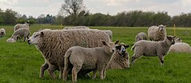 Schafe auf einem Feld