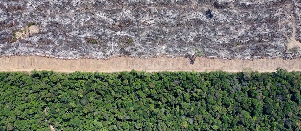 Eine Grenze zwischen grünem Regenwald und abgebrannten Bäumen