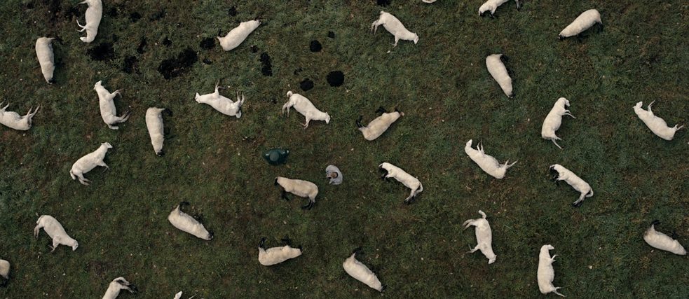 Un troupeau de moutons morts de la perspective aérienne.