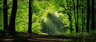 La relación de los alemanes con el bosque es bastante ambivalente. Se lo venera pero a la vez no se lo protege de modo suficiente. 