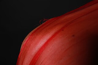 The picture shows layers of red colour in front of a black background, that flow into one another in harmony.