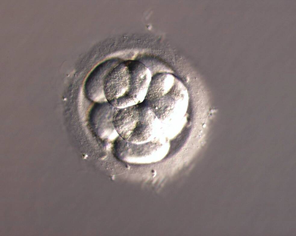 Ein menschlicher Embryo am dritten Tag nach der Befruchtung