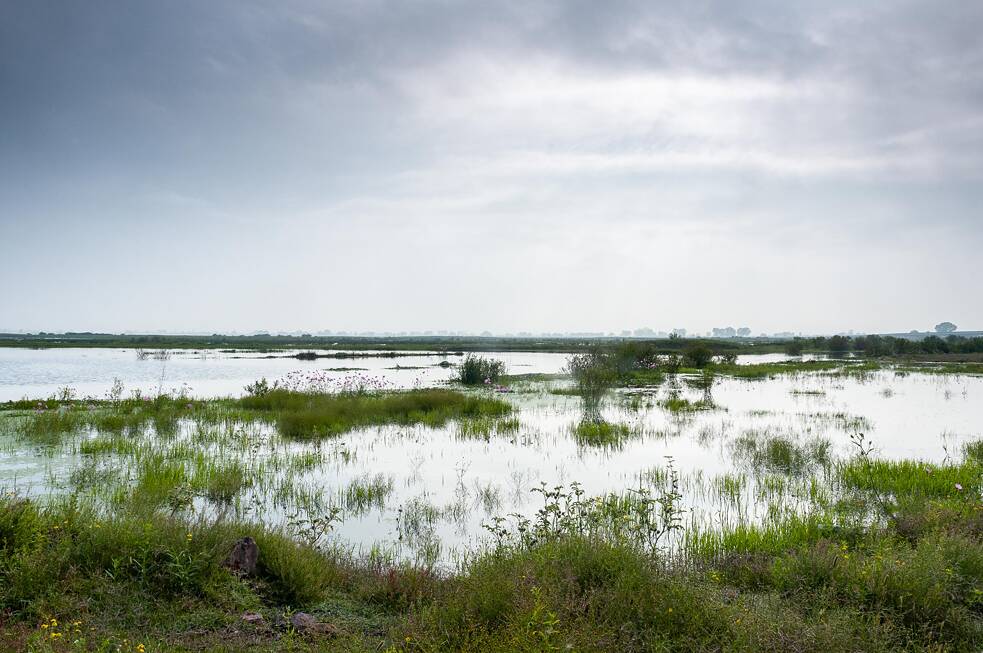 A paisagem da lagoa vibra com a sonoridade animal de aves e mosquitos.