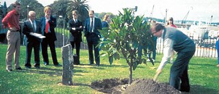 1984: René Block planting the Joseph Beuys tree at the Art Gallery of NSW © Biennale of Sydney 