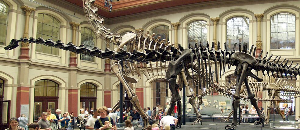 Skelett eines Diplodocus in der Dinosaurierhalle des Museums für Naturkunde, Berlin.