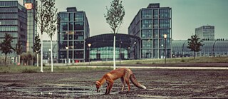 Fox in the city © © Adobe Stock Fox in the city