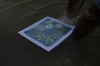  Cyanotype printing process (alternative photography printing process) conducted by a workshop participant 