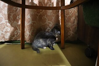 Кошеня, яке мешкає в будинку Тетяни Андріївни в Чорнобилі