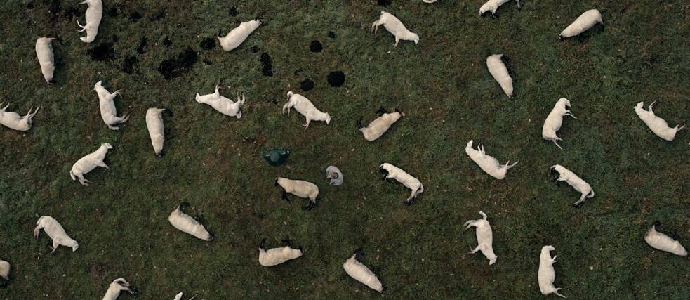O que matou as ovelhas em Winden?