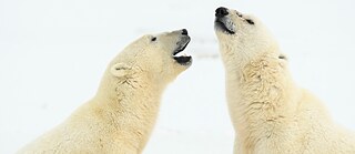 Brigar é bom! Ursos polares em Manitoba, Canadá 