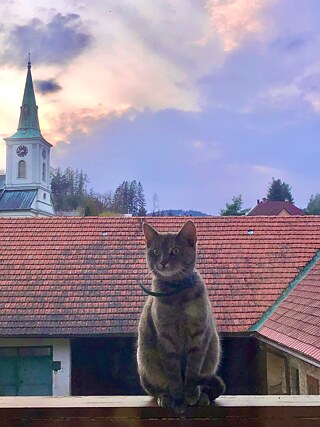 Hallo, das ist mein Blick aus meinem Zimmerfenster. Auf dem Foto sieht man den Kirchturm und auch meine Katze. Ich lebe in Jimramov in einem Einfamilienhaus mit meinen Eltern und zwei Brüdern. In der Umgebung von Jimramov gibt es wunderschöne Natur und auch einen Fluss. Deshalb gehe ich hier gerne spazieren.