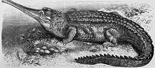 The Brockhaus was full of vivid illustrations to provide knowledge-hungry readers with a visual impression as well. Here’s a picture of a crocodile from the 1908 edition. 