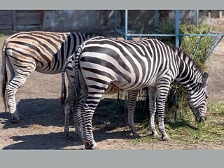 Зебри — одні з тварин, які отримали поранення підчас російських обстрілів.
