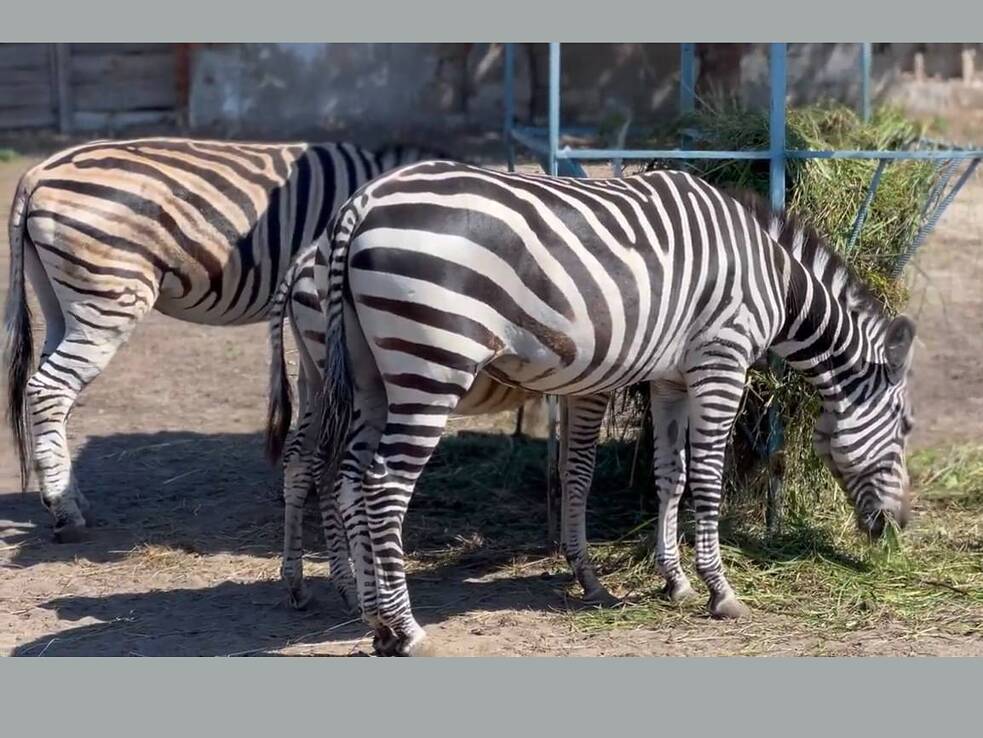 Unter den vielen Tieren, die durch russischen Beschuss verletzt wurden, waren auch Zebras.