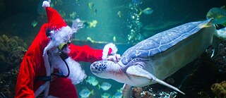 Ein Weihnachtsmann taucht in einem Aquarium mit einer Wasserschildkröte