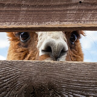 Lama blickt durch Zaun