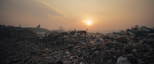 Filmstill aus „Plastic Fantastic”: zwei Hunde auf einem Berg von Plastikmüll
