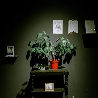 Pflanze auf einem kleinen Tisch. Im Hintergrund eine schwarze Wand