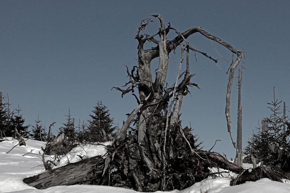 Lange bevor sich der Borkenkäfer über die geschädigten Bäume hermachte, schrieb der Schriftsteller Carl Amery (*1922 - †2005) in den 1990er Jahren: „Der Wald rächt sich für das, was man ihm angetan hat, dadurch, dass er stirbt“.