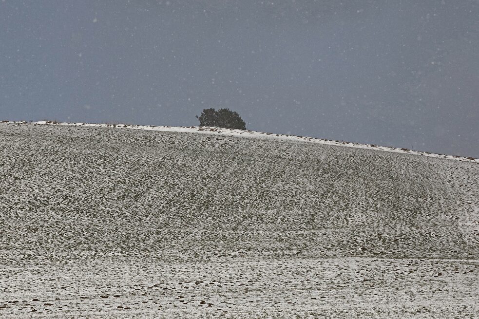 Раніше озимі посіви лежали під суцільною сніговою ковдрою аж до березня.