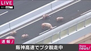 19 Schweine in Japan