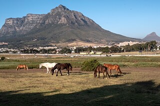 Die M5 in Kapstadt verbindet die N2 (links) und die N1 (rechts), hier mit dem Devil's Peak im Hintergrund und den Pferden im Oude Molen Eco Village im Vordergrund.