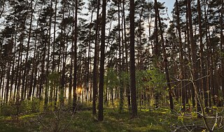 The photo shows a forest with many pines and small deciduous trees. You can see the sun setting between the trees. 