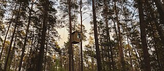 Das Foto zeigt ein Baumhaus hoch oben in den Ästen eines Kiefernwaldes. 