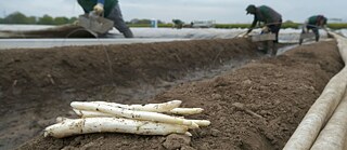 White asparagus in Cologne, North Rhine-Westphalia