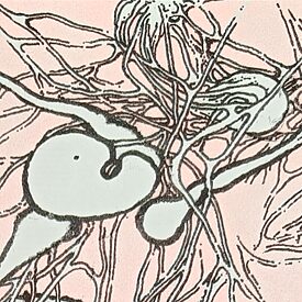 Fragment aus dem Comic "Slug is the Body as a Flower" von Ksenya Tarasova 