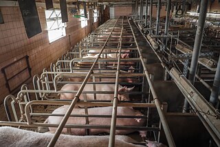 Řada prasnic umístěných v individuálních inseminačních boxech na české farmě, 2020.