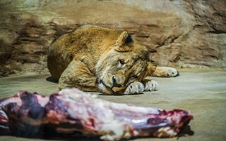 Pro spolek zachycuje Lukáš i život zvířat v zoologických zahradách.