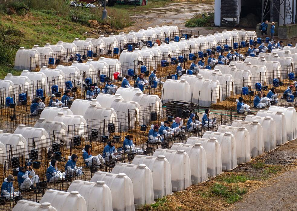 Eine der Protestaktionen, an denen Lukáš als Fotograf teilnahm, fand im Oktober 2023 auf einem Milchviehbetrieb in der Region Pardubice statt. Auf dem Foto sitzen die Aktivist*innen neben den Boxen für neugeborene und ältere Kälber. Die Praxis, nach der ein Kalb geboren und seiner Mutter weggenommen wird, damit der Betrieb die Milch der Kuh an Menschen verkaufen kann, ist ein gängiger Bestandteil der Viehwirtschaft.