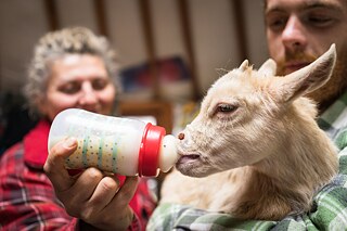 Už od flaštičky. V pozadí stojí Máří a kůzlátko drží Tomáš, který si založil vlastní azylovou farmu.