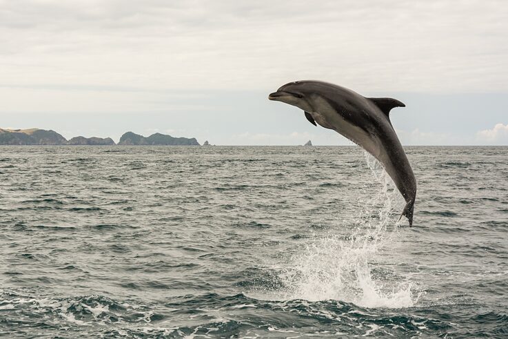 Spielender Delfin in der Bay of Islands