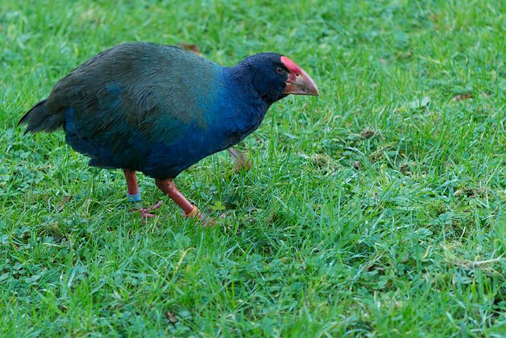 Takahe