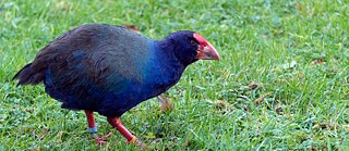 Takahe auf Kapiti Island