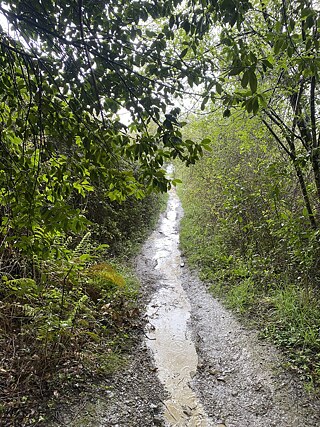 Der Weg wird zum Fluss und ich laufe mitten durch die Wolke.