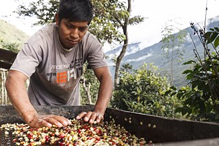 Kaffeekirschen aus Fairtrade-Anbau in Peru, Kaffeebauer bei der Arbeit