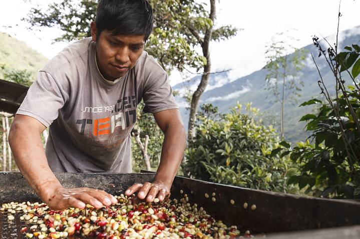 “Ciliegie” della pianta del caffè provenienti da coltivazioni equosolidali in Perù e coltivatore di caffè al lavoro