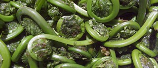 Photo is showing fresh fiddlehead ferns on a grocery shelf. 