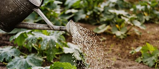 Eine Metallgießkanne gießt Wasser auf Pflanzen, Wassertropfen in der Luft eingefangen.