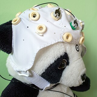 Ein Stoffpanda mit einer Haube mit Elektroden auf dem Kopf.