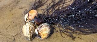 Der Klassiker eines jeden Strandurlaubs: Muscheln sammeln. Die Herzmuschel ist eine der bekanntesten Arten. 