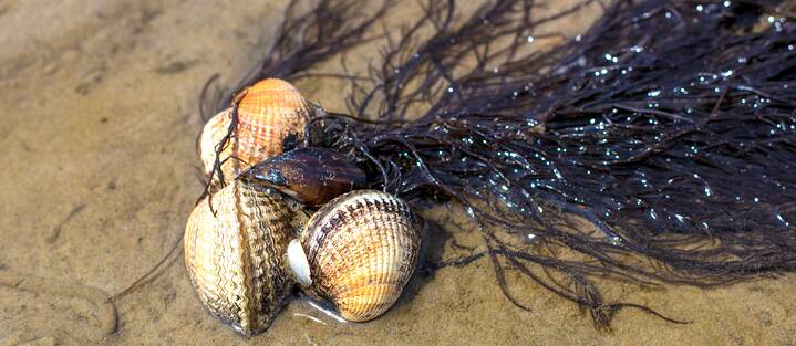 Collecting shells is a favourite pastime during any beach holiday. The cockle is one of the best-known varieties.