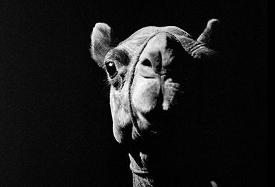 black-and-white photograph of the head of a camel